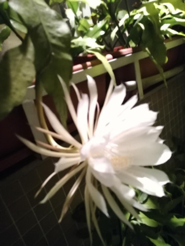 Planta: Dama De Noche Nro. 30