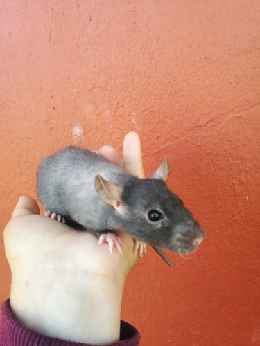 Ratas Dumbo