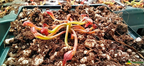 Imagen 2 de 5 de Planta Carnívora Darlingtonia Californica Lirio Cobra