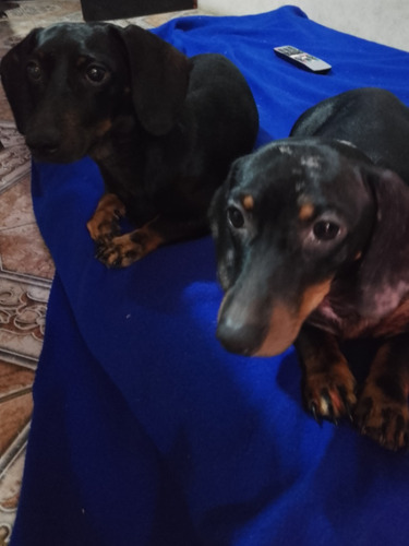 Dachshund... Salchicha Mini Puros...padre Y Madre A La Vista
