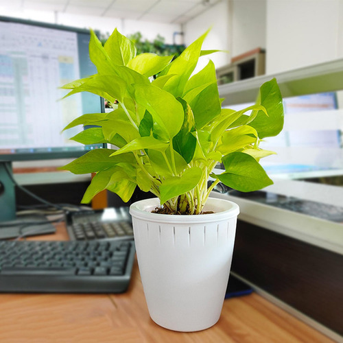 6 Macetas De Riego Automático Para Plantas De Flores,