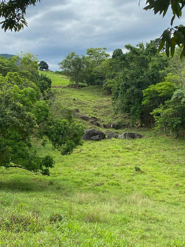 Terreno Com Pomar E Nascente