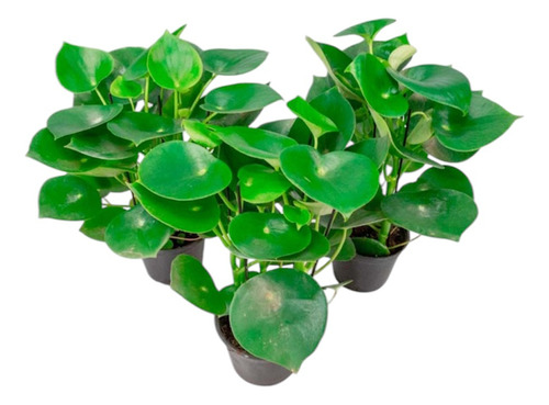 1 Planta Peperomia Polybotria Raindrop Gota De Chuva Pote 19