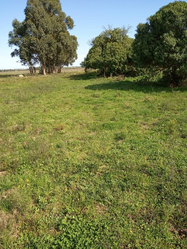 9 Has A 5 Km De Tala - Chacra, Campo