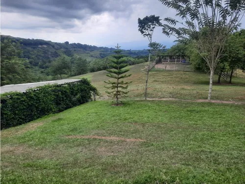 Venta Finca La Tebaida Cultivada En Pasto - 40 Cuadras