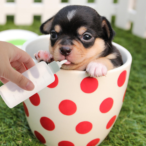 Biberones De Alimentación Para Mascotas, Paquete De Silicona