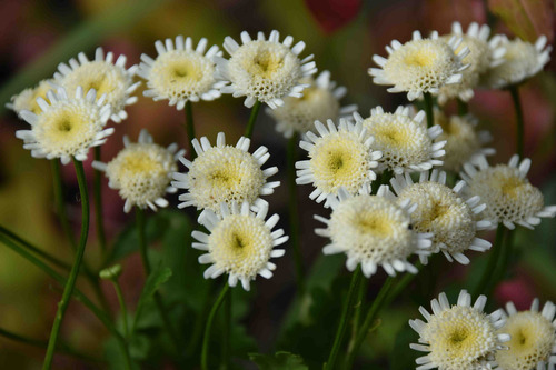 Sementes De Crisantemo White Stars Tanacetum Parthenium Flor
