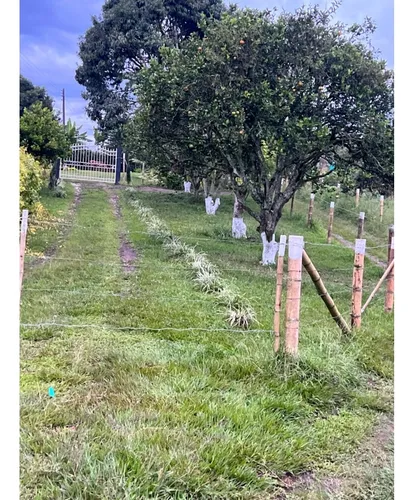 Venta Finca Montenegro Via Quimbaya - 8.5 Cuadras