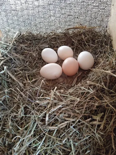 Huevos Criollos Ecologicos