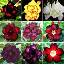 Comprar 20 Semillas De Rosa Del Desierto Mixtas | Adenium Obesum Exó