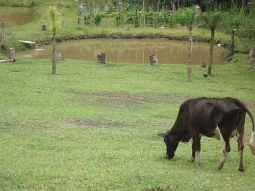 Imagem 1 de 15 de Sitio No Bairro Vargem Do Salto | 47733 - 47733