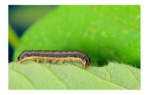 Imagen 5 de 8 de Mamboreta Z 30cc Insecticida Repelente Gusanos Orugas