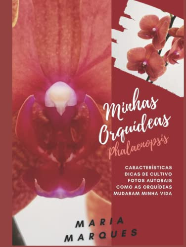 Minhas Orquídeas: Phalaenopsis