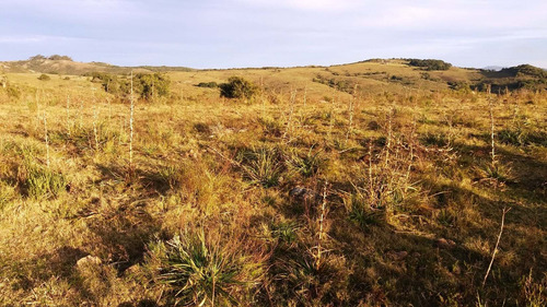 Imagen 25 de 30 de Campo 142 Hectareas Ganadero Forestal Lavalleja