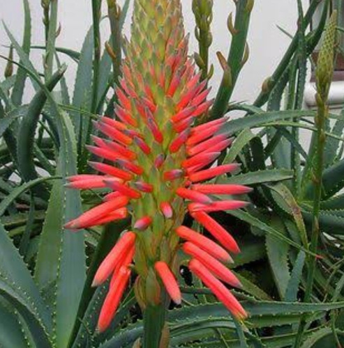 2 Mudas De Babosa ( Aloe Arborescens) Orgânico Medicinal | Parcelamento sem  juros