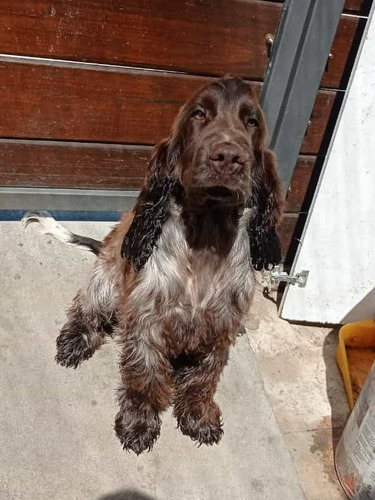 Cachorros Cocker Nacen En 15 Dias ! Los Mejores Del Uruguay