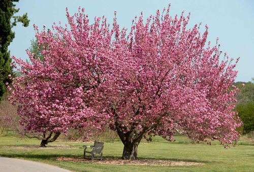 Árbol De Cereza 1.60m + Manual De Cuidados + Fertilizante
