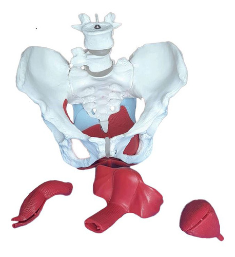 Anatomia Da Pelve Feminina Com Útero,ovário E Ossos Quadril