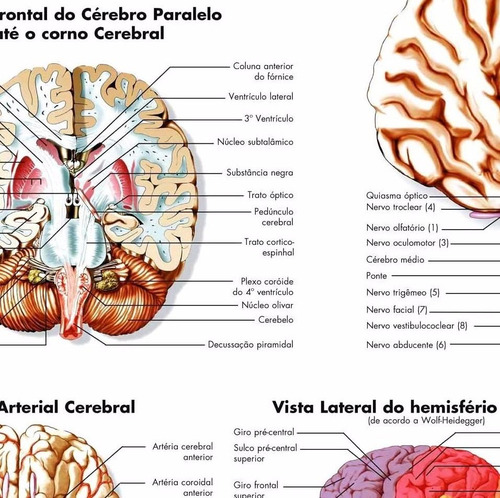 Poster Anatomia Cérebro 65x100cm Para Decorar Sala Clinica