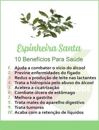 Imagem 3 de 6 de Planta Espinheira Santa 100% Verdadeira De 500 G