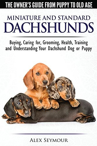 Dachshunds Los Propietarios Guian Desde El Cachorro Hasta La