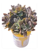 Comprar Echeverria Plateada Gigante ,varias Plantas En La Maceta.