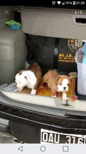 Traslado La Plata Aeropuerto Ezeiza Mascota Viajes Transfers