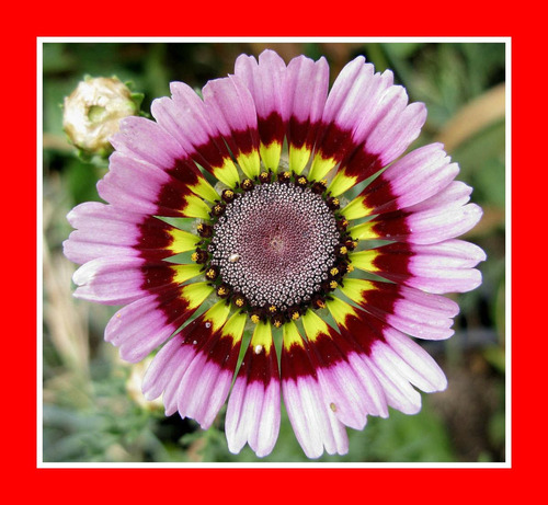 50 Sementes Crisantemo Tricolor Painted Daisy Flor Margarida