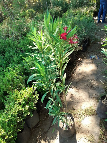 Imagen 3 de 6 de Adelfa, Adelfas, Laurel Rosa, Nerium Oleander 10lts