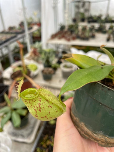 3 Nepenthes  /  Ampullaria, Hookeriana, Vieillardi