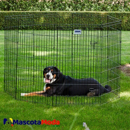 juegos para perros grandes