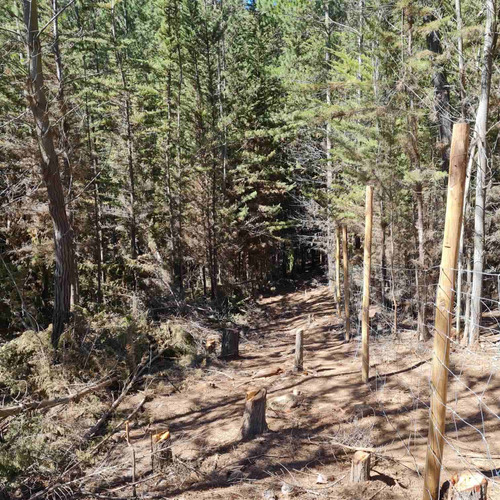 Bosque De Cipres En Zona Urbana