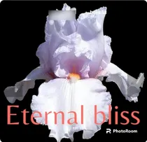 Comprar 1 Rizoma De Lirios Barbados O Iris Germanica Eternal Bliss