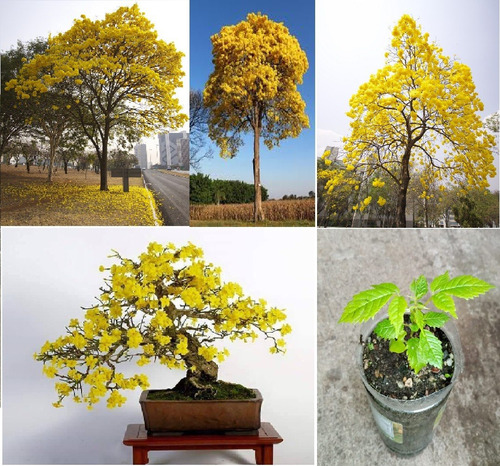 Abono Orgánico + 1 Plántula Pequeña Guayacán Amarillo 10 Cms