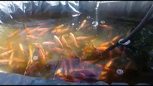 Imagen 8 de 8 de 25 Alevines De Tilapia Roja