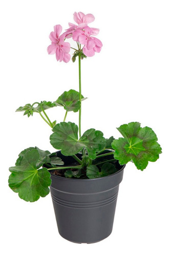 Pelargonium Peltatum Grandeur Ivy Pink Hiedra Geranio 15cm
