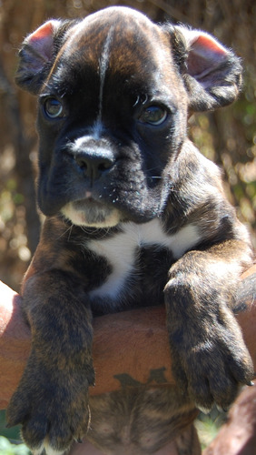 Hermosos  Cachorros Boxer Europeos   