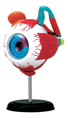 Modelo Corpo Humano - Globo Ocular - 4d Master