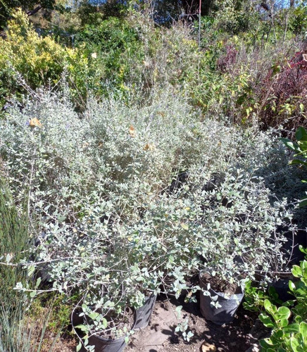 Teucrium Fruticans, Salvia Amarga 10lts