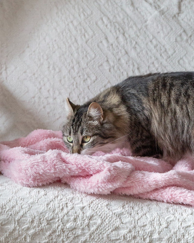 Manta Para Gato Lola Pets Súper Suave