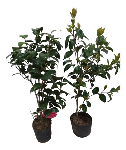 Planta Camelia Envío Gratis 