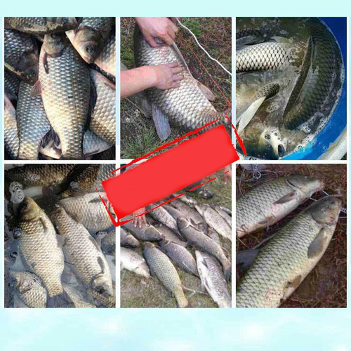 . Cebo De Poder Potenciador Atrayente De Cebo De Pescado De