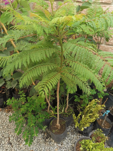 Arbol Jacaranda Y Guayacan Amarillo (no Semillas)