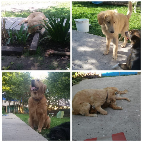 Imagen 3 de 10 de Guardería Canina Zona Sur