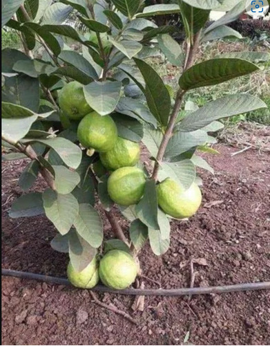 Guayaba Enana