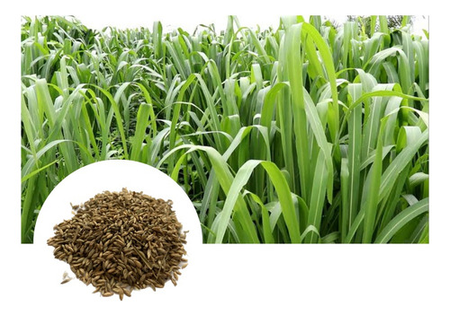 Semilla de hierba Miyagui, 15 kg de semillas naturales