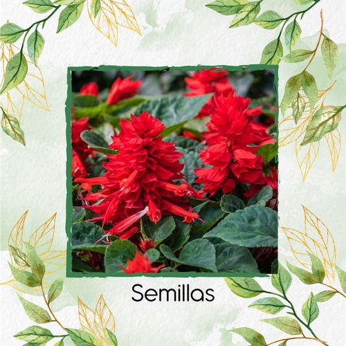 25 Semillas Flor Salvia Fuego De San Juan