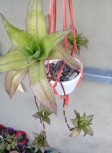 Planta Callisia Fragrans, Malamadre- C/hijos- Falsa Bromelia