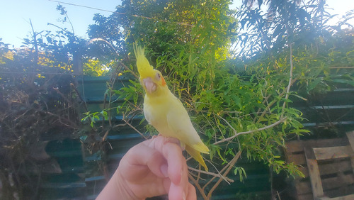 Cocotilla Ninfa Papilleras Comiendo Solas Super Mimosas 