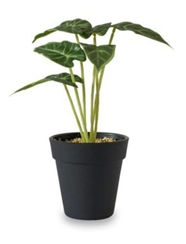 Planta Maceta Cebra 23 Cm